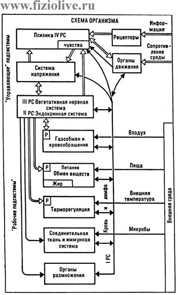 Diagram of the organism (N. M. Amoz)