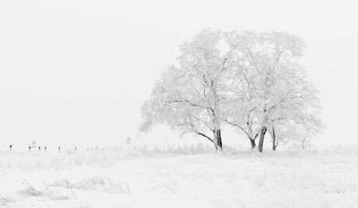 Заснеженное поле зимой и белое дерево